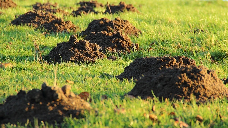 Mottes de terre, faites par des taupes, sur une étendue d’herbe.