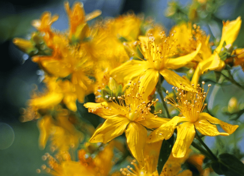 Fleurs écloses et bien jaune de Millepertuis.