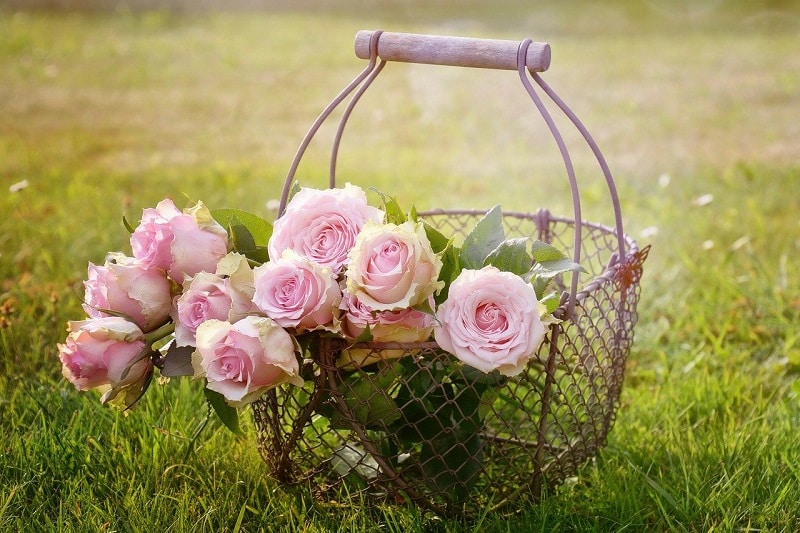 Bouquet de roses de couleur rose, dans un panier en métal posé sur une étendue d’herbe.