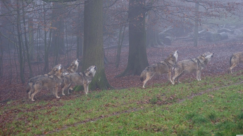 Meute de loup gris en train de hurler dans une forêt.